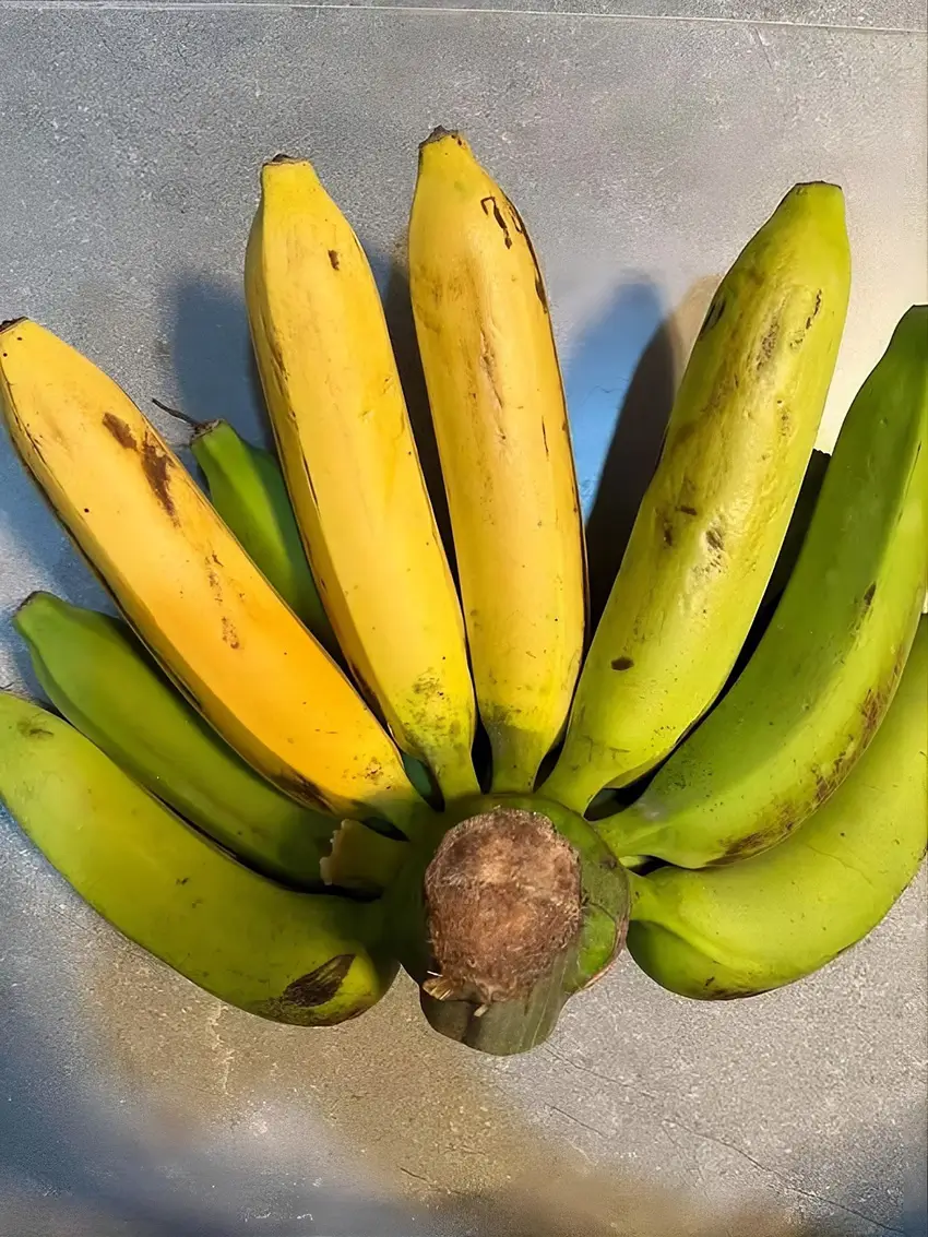 Chuối xanh hoặc chuối mới ương nếu cho vào tủ lạnh quá sớm sẽ rất dễ gặp hiện tượng thâm vỏ