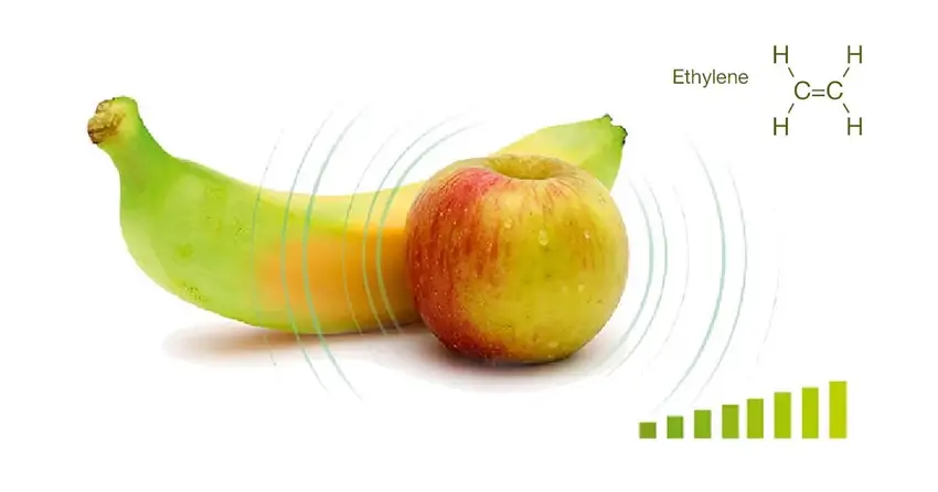 Táo là loại trái cây giải phóng lượng khí ethylene rất cao dễ ảnh hưởng đến chuối